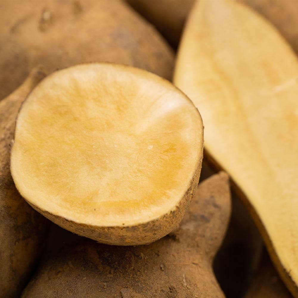 ヤーコンの苗 アンデスの雪2個～ 【野菜の苗 3.5号】