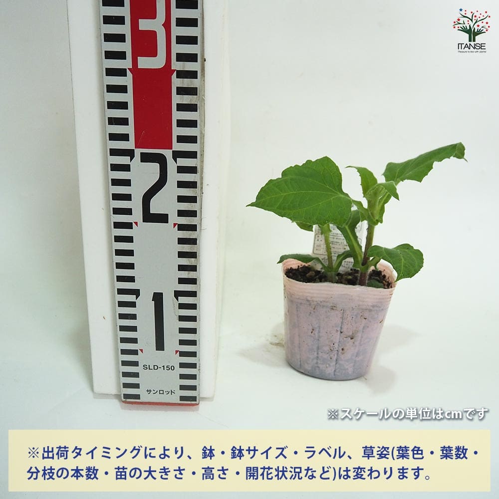 ヤーコンの苗 アンデスの乙女2個～ 【野菜の苗 3.5号】｜ 【植物の