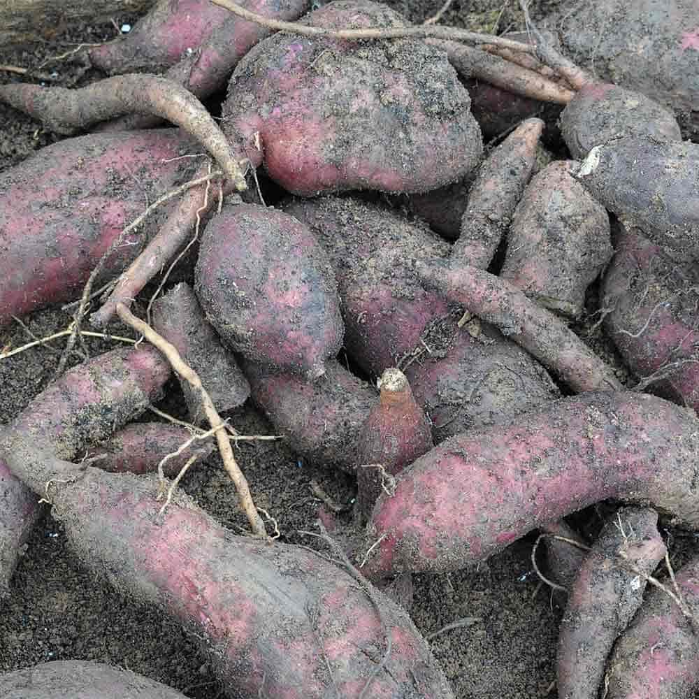 ヤーコンの苗 アンデスの乙女2個～ 【野菜の苗 3.5号】