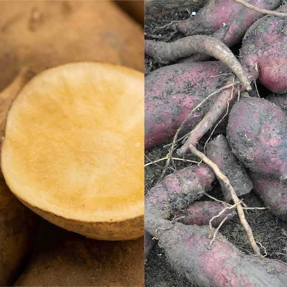 ヤーコンの苗 アンデスの雪＆乙女 各2個～ 【野菜の苗 3.5号】