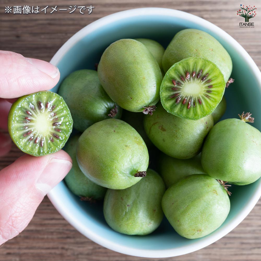 ジャンボサルナシ 【果樹の苗木 6号／1個売り】｜ 【植物の