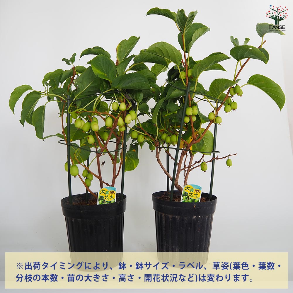 ジャンボサルナシ 【果樹の苗木 6号／1個売り】｜ 【植物の