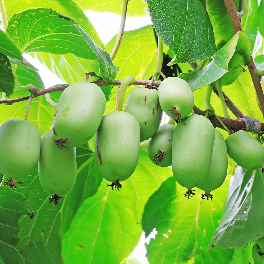 ジャンボサルナシ 【果樹の苗木 6号／1個売り】