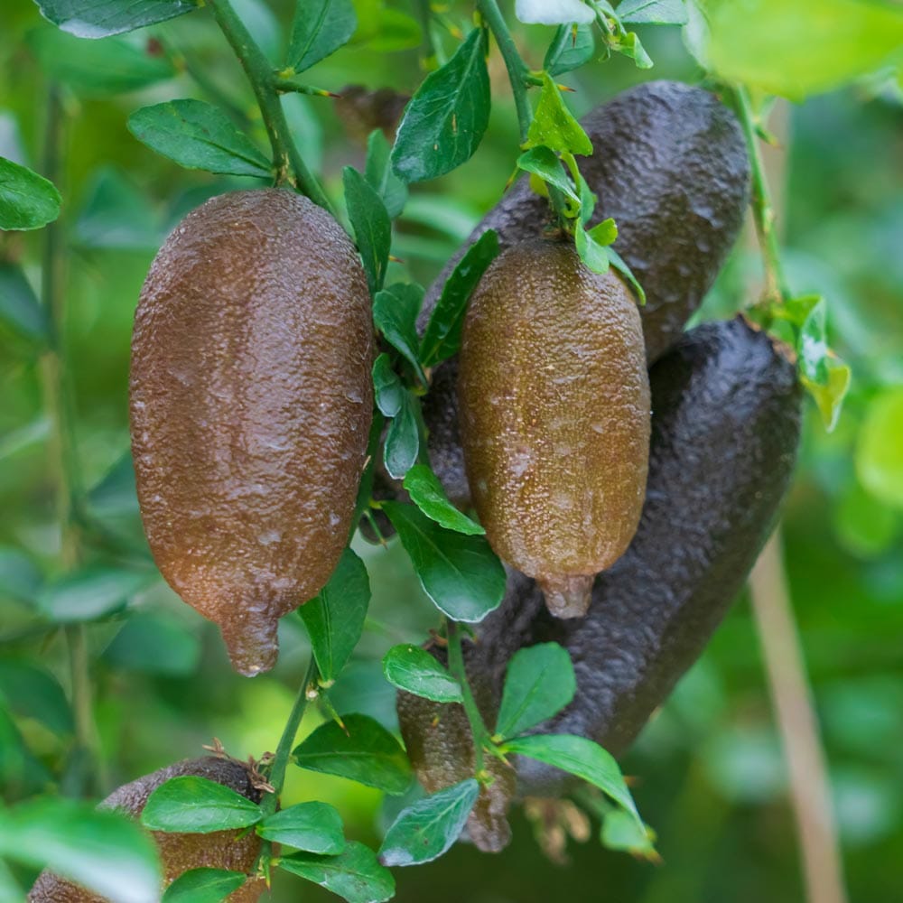 フィンガーライム アトラシカ 【果樹の苗木 4.5号／1個売り】