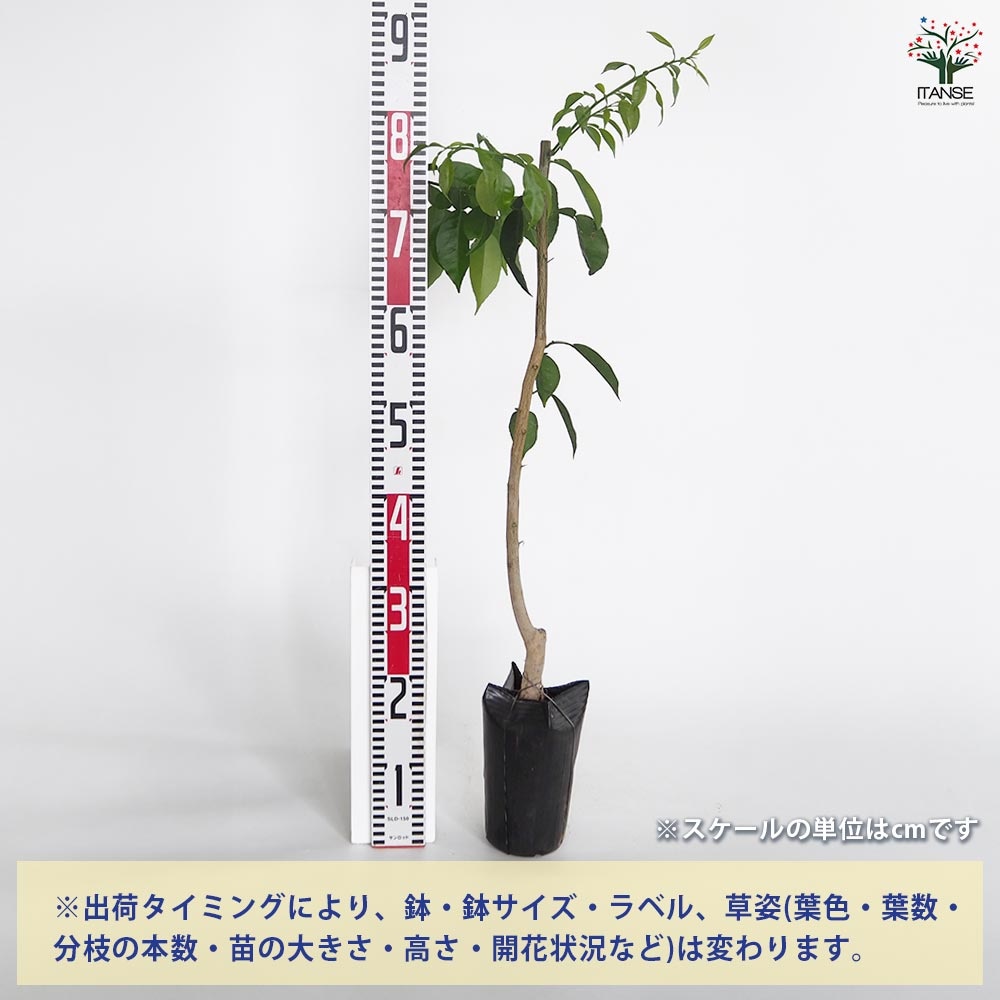 柚子の苗木 トゲなしユズ 【果樹の苗木 4.5号／1個売り】｜ 【植物の