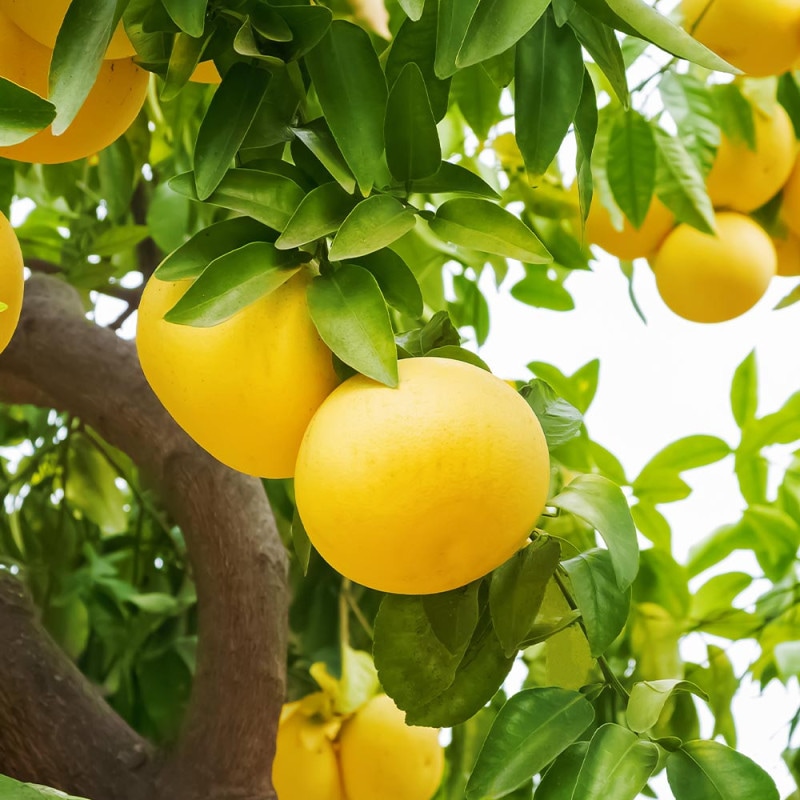 スイーティーの苗木 【果樹の苗木 4.5号／1個売り】｜ 【植物の