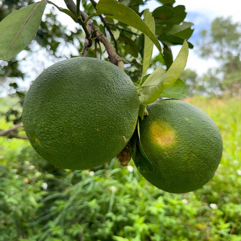 柑橘の苗 日向夏(ひゅうがなつ)【果樹の苗木 15cmポット 1～2年生 接木