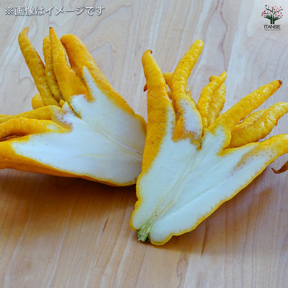 みかんの苗木 仏手柑 手のひらみかん 【果樹の苗木 4.5号／1個売り