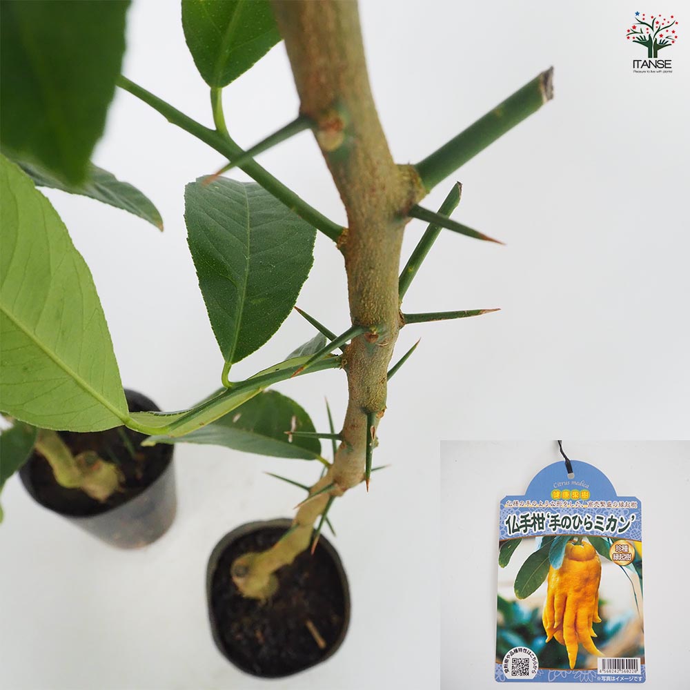 みかんの苗木 仏手柑 手のひらみかん 【果樹の苗木 4.5号／1個売り