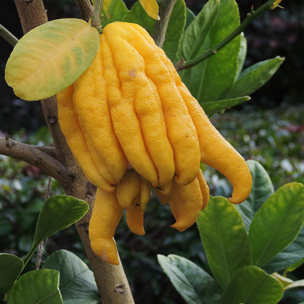 みかんの苗木 仏手柑 手のひらみかん 【果樹の苗木 4.5号／1個売り】