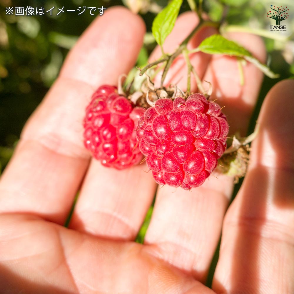 木苺苗　3株 Amazon.co.jp: 木苺苗3株美味しい草苺の苗キイチゴの苺の抜き苗 栽培
