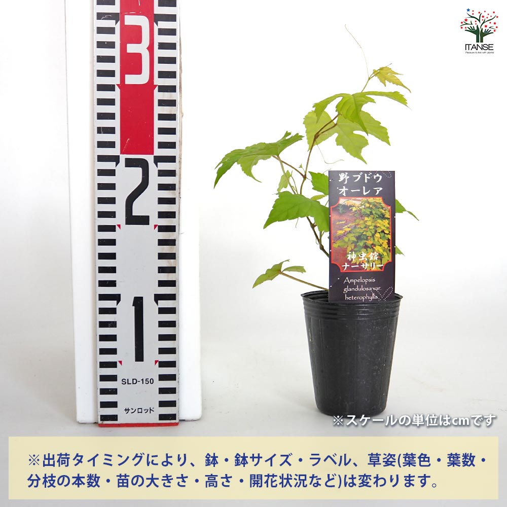 ノブドウ オーレア 【果樹の苗 2.5号】｜ 【植物のITANSE】全品