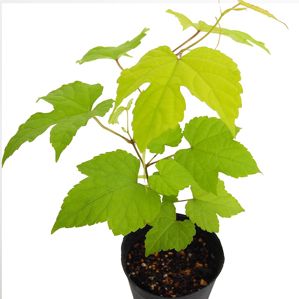 ノブドウ オーレア 【果樹の苗 2.5号】