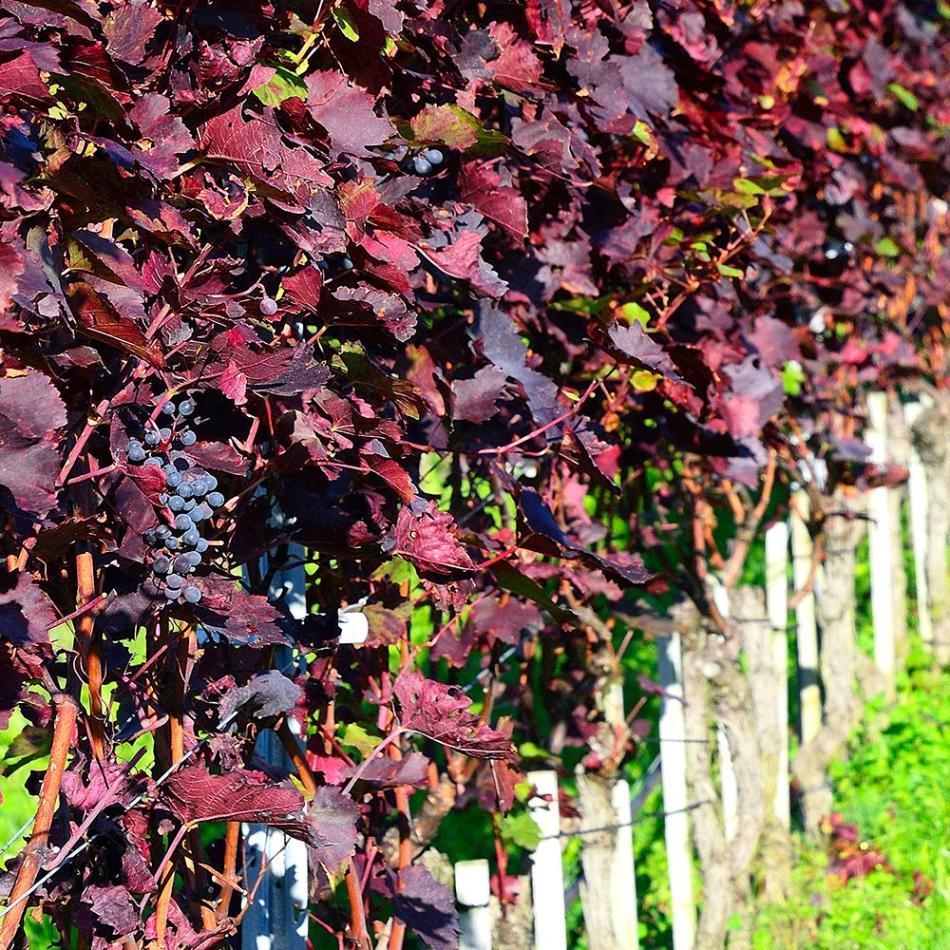 ヨーロッパブドウ プルプレア 【果樹の苗 2.5号】