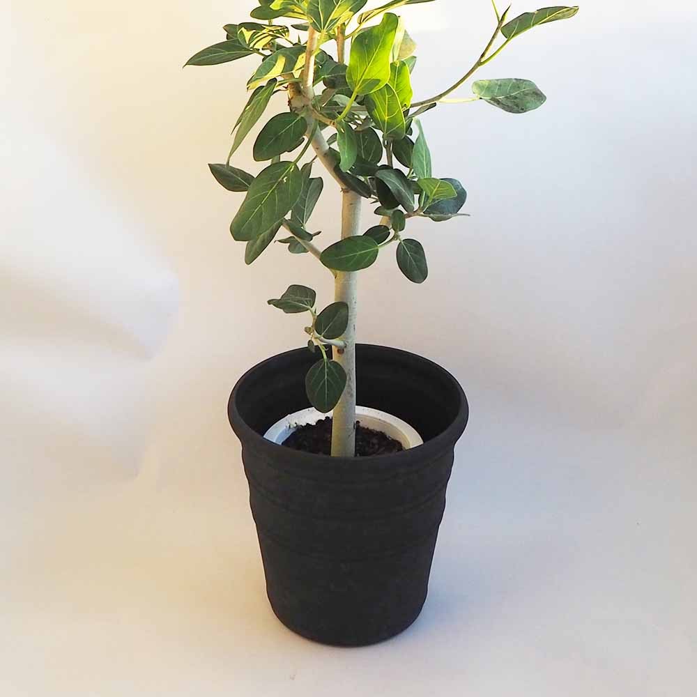 鉢カバー 鉢 トロワグレイブサークルSブラック 【鉢カバー ／1個売り】