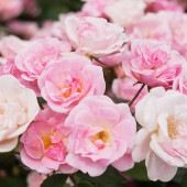 つる薔薇 群舞(ぐんまい) 【花木苗 6号／1個売り】|植木・花木