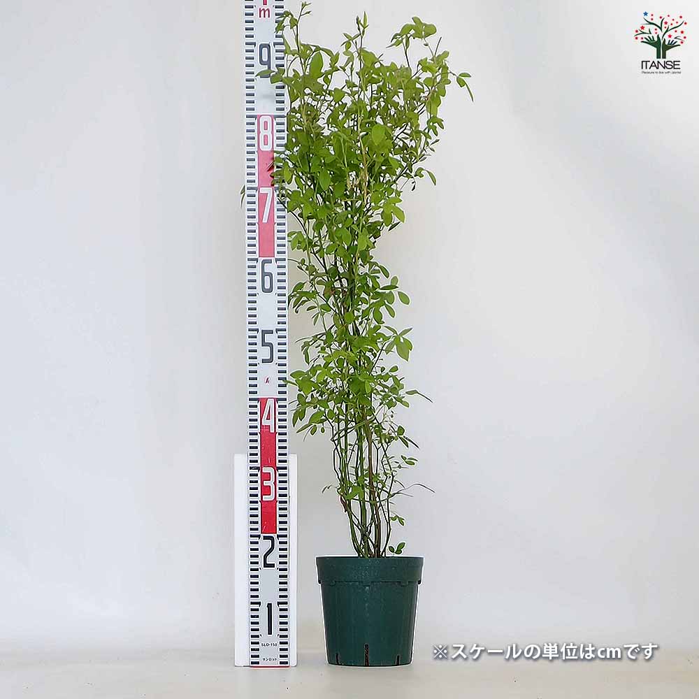 つる薔薇 群舞(ぐんまい) 【花木苗 6号／1個売り】｜ 【植物の