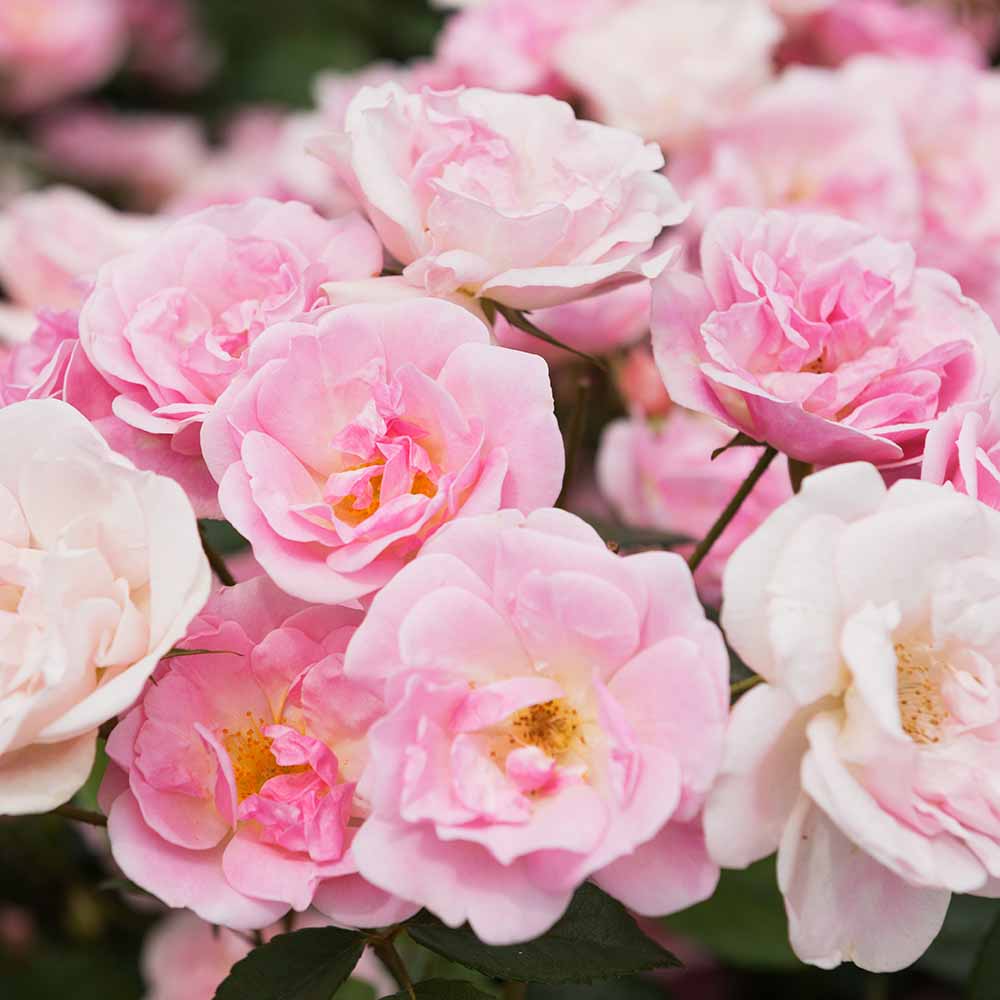 群舞　つるバラ苗　ツルバラ苗 ポットのまま発送します！ 群舞 つるバラ苗 ツルバラ苗 ポットのまま発送 - メルカリ