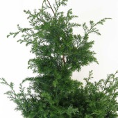 ヒムロスギ 【庭木 5号／1個売り】|植木・花木