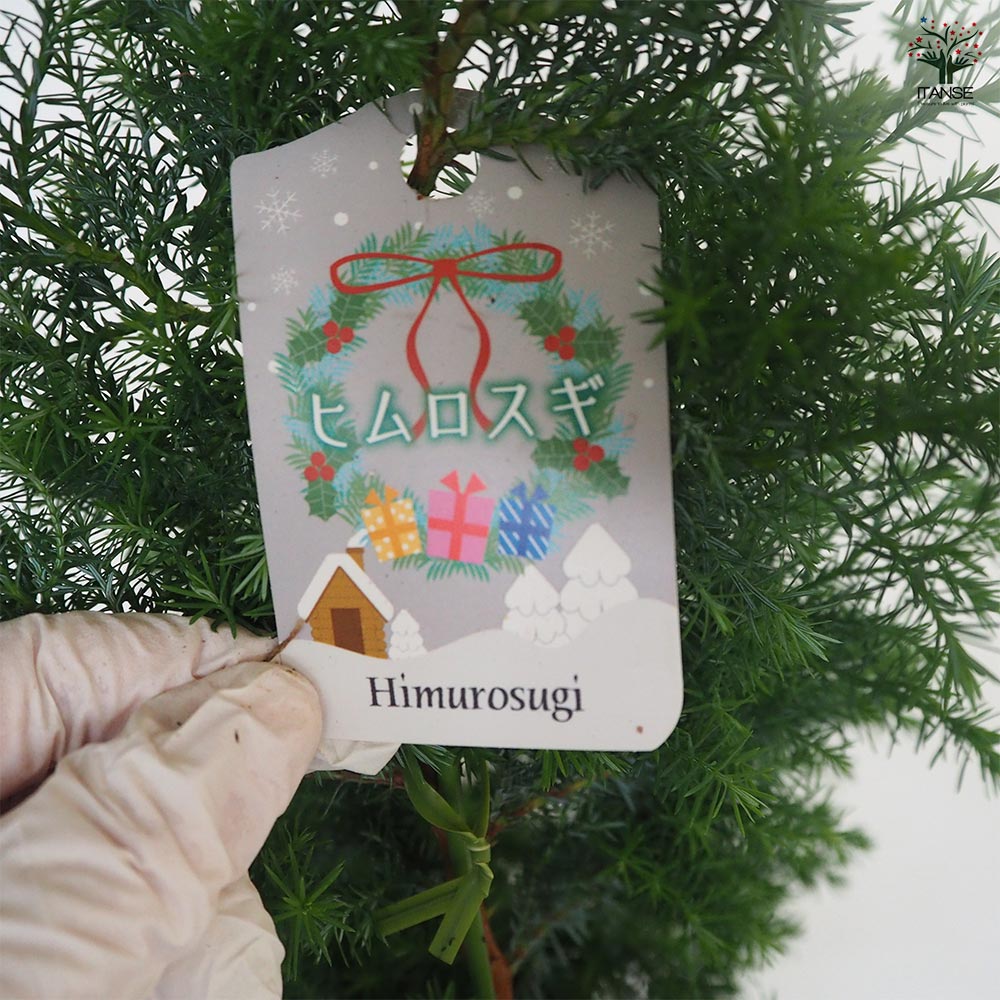 ヒムロスギ Amazon | PURIZA 生花 ヒムロ杉 サツマスギ クリスマス花材 クリスマス