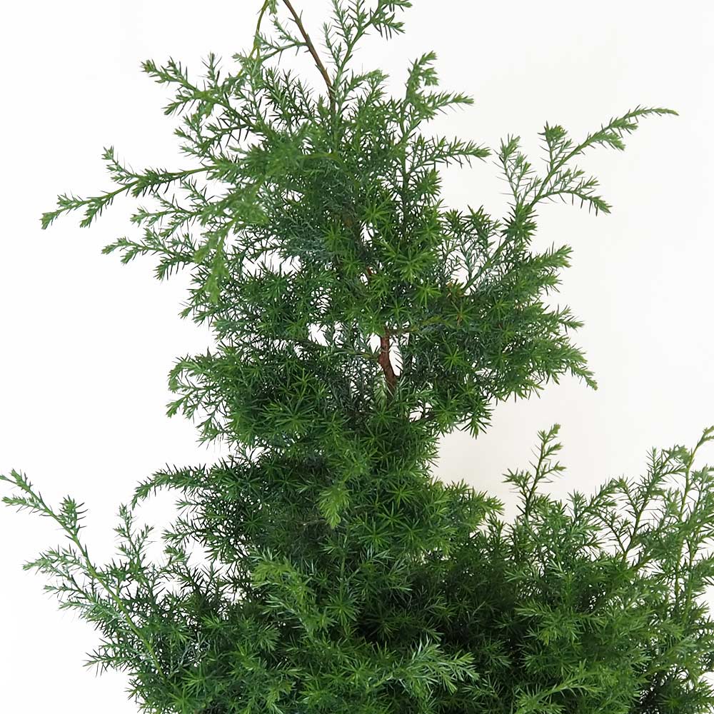 ヒムロスギ / 542 ヒムロスギ / 542