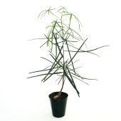 ボトルツリー 【観葉植物 4号／1個売り】|観葉植物