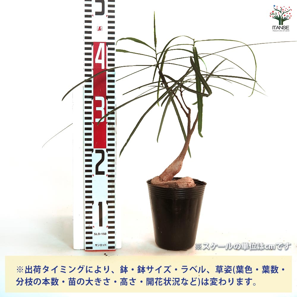 その他観葉植物 BOTTLE Tree ボトルツリー 【観葉植物 4号／1個売り】｜ 【植物の