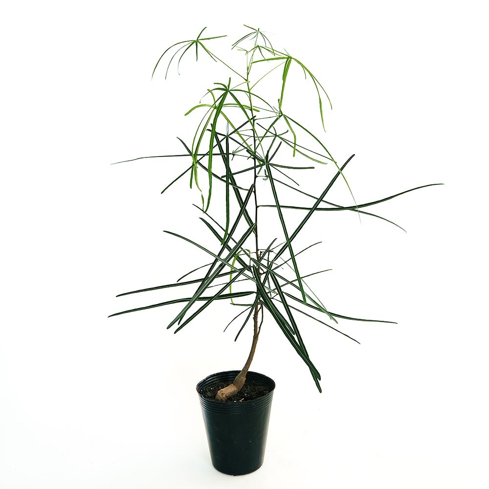 ボトルツリー 【観葉植物 4号／1個売り】｜ 【植物のITANSE