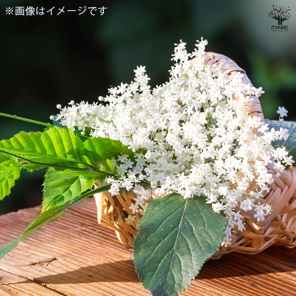 エルダーベリー 【ハーブの苗 3号】｜ 【植物のITANSE】全品送料