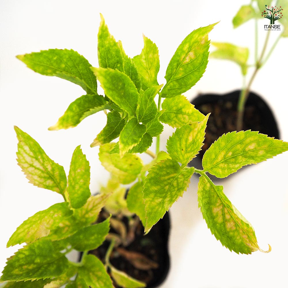 エルダーベリー 【ハーブの苗 3号】｜ 【植物のITANSE】全品送料