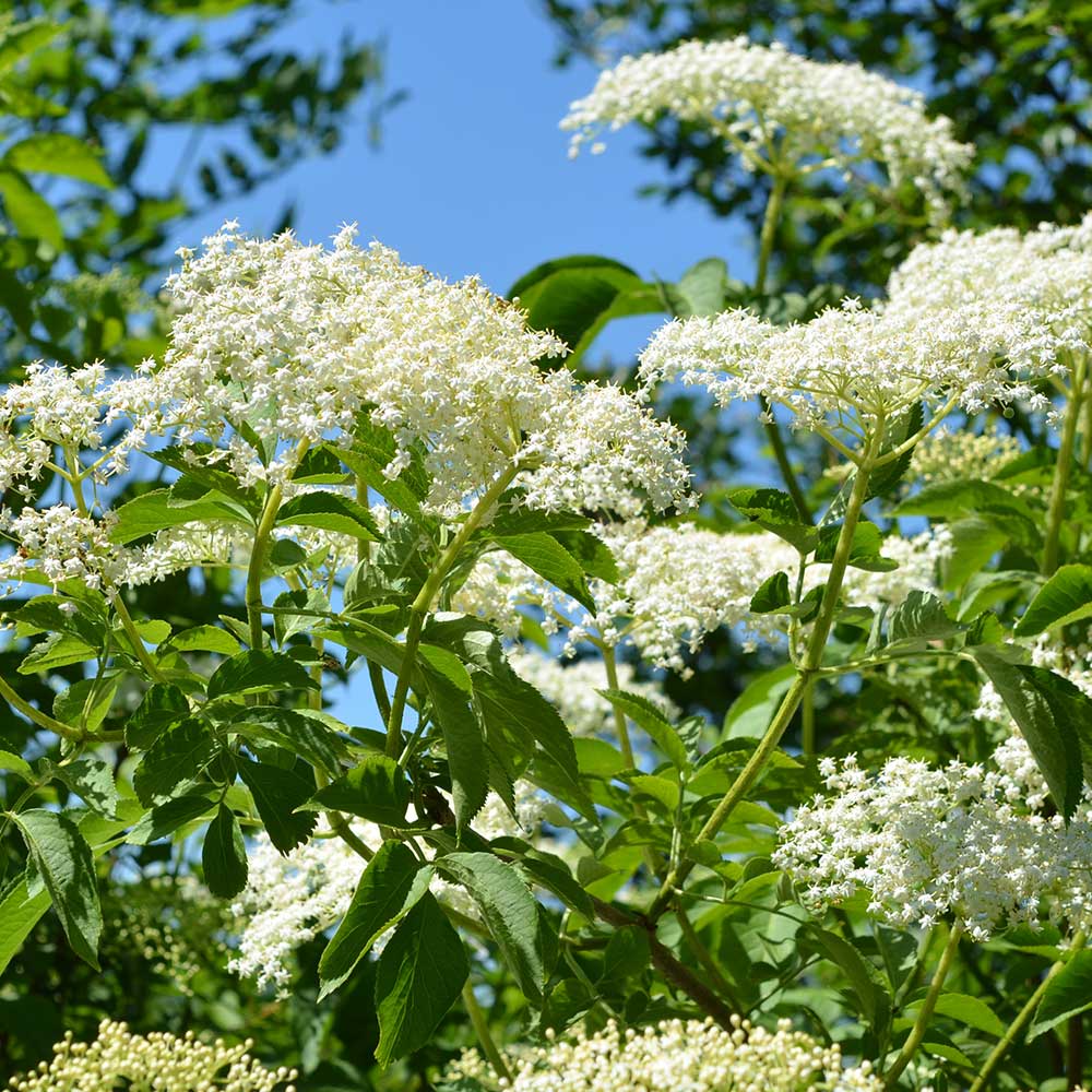 エルダーベリー 【ハーブの苗 3号】