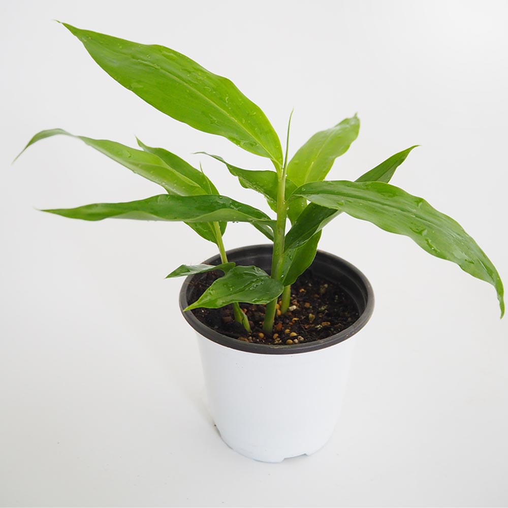 タイショウガ2個～ 【ハーブの苗 3.5号】