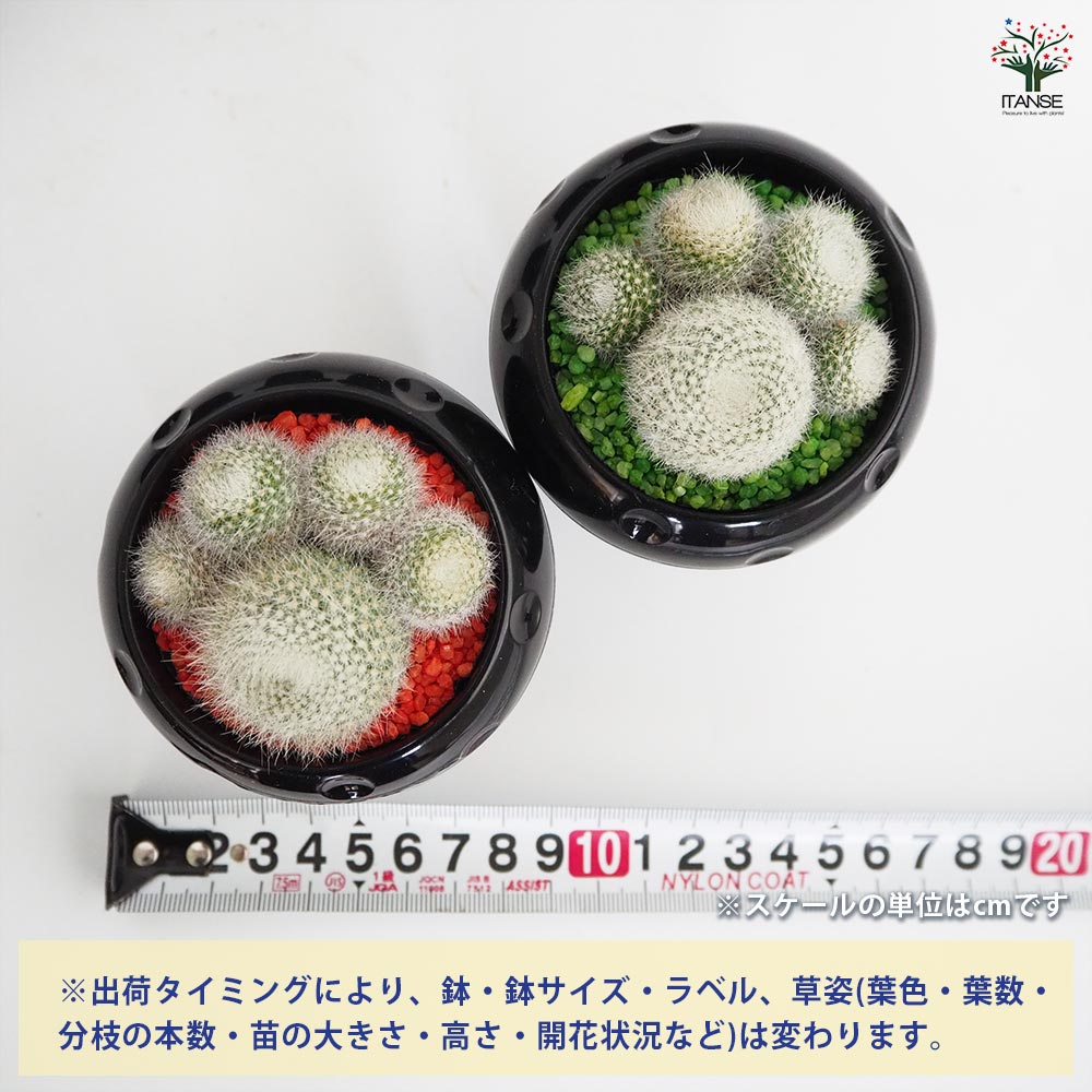 サボテン ぼくの肉きゅう 【多肉植物 2.5号】｜ 【植物のITANSE