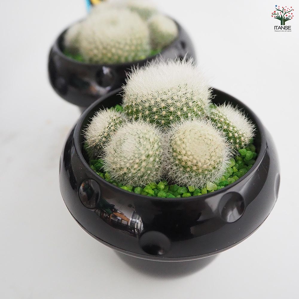 サボテン ぼくの肉きゅう 【多肉植物 2.5号】｜ 【植物のITANSE