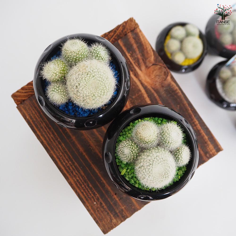 5点 まとめ出品　多肉植物 多肉植物 kthグラプトセダム 小桃いろは 品種登録出願中 古都の