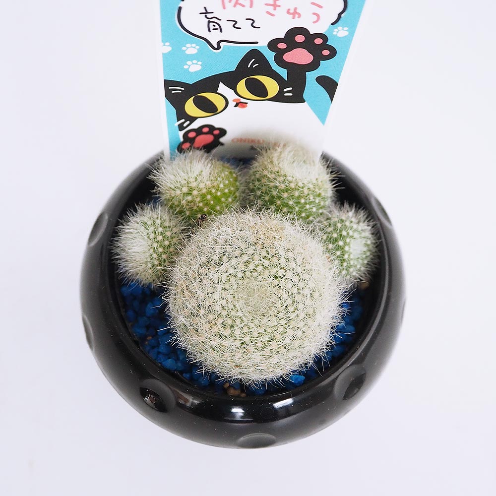 サボテン ぼくの肉きゅう 【多肉植物 2.5号】
