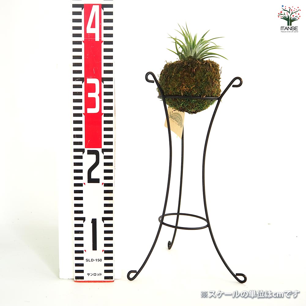 チランジア イオナンタ 苔玉スタンド 【エアプランツ ／1個売り