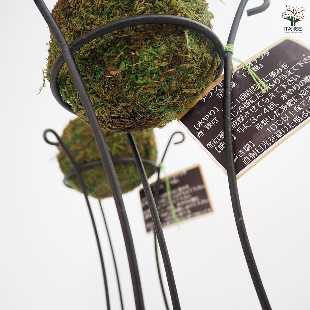 専用＊エアプランツ＆グリーン　 フェイクコ苔玉 専用＊エアプランツ＆グリーン フェイクコ苔玉