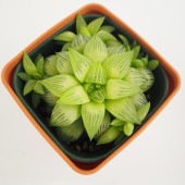 ハオルチア 品種不明A 【多肉植物 3.5号】|多肉植物