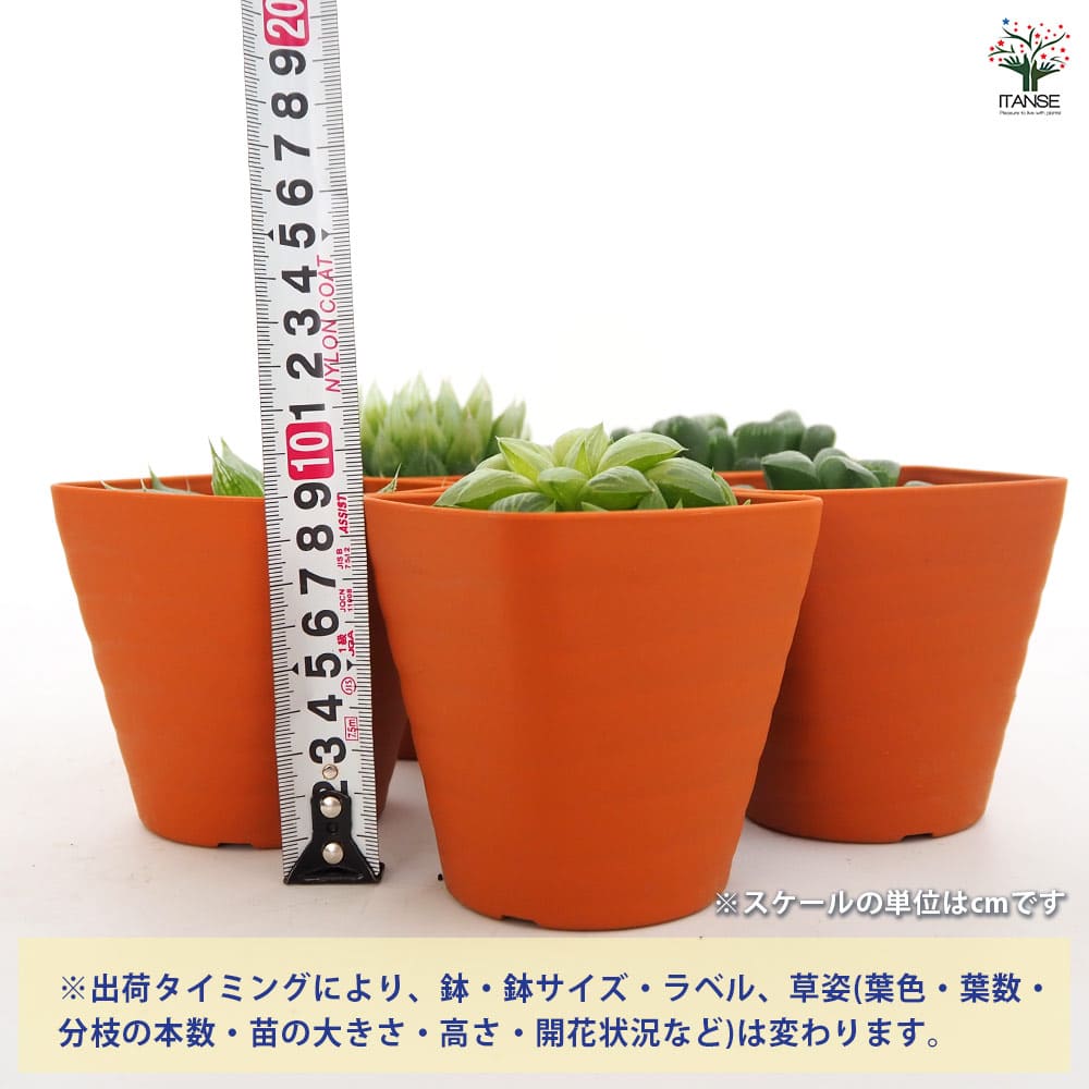 ハオルチア 品種不明A 【多肉植物 3.5号】｜ 【植物のITANSE