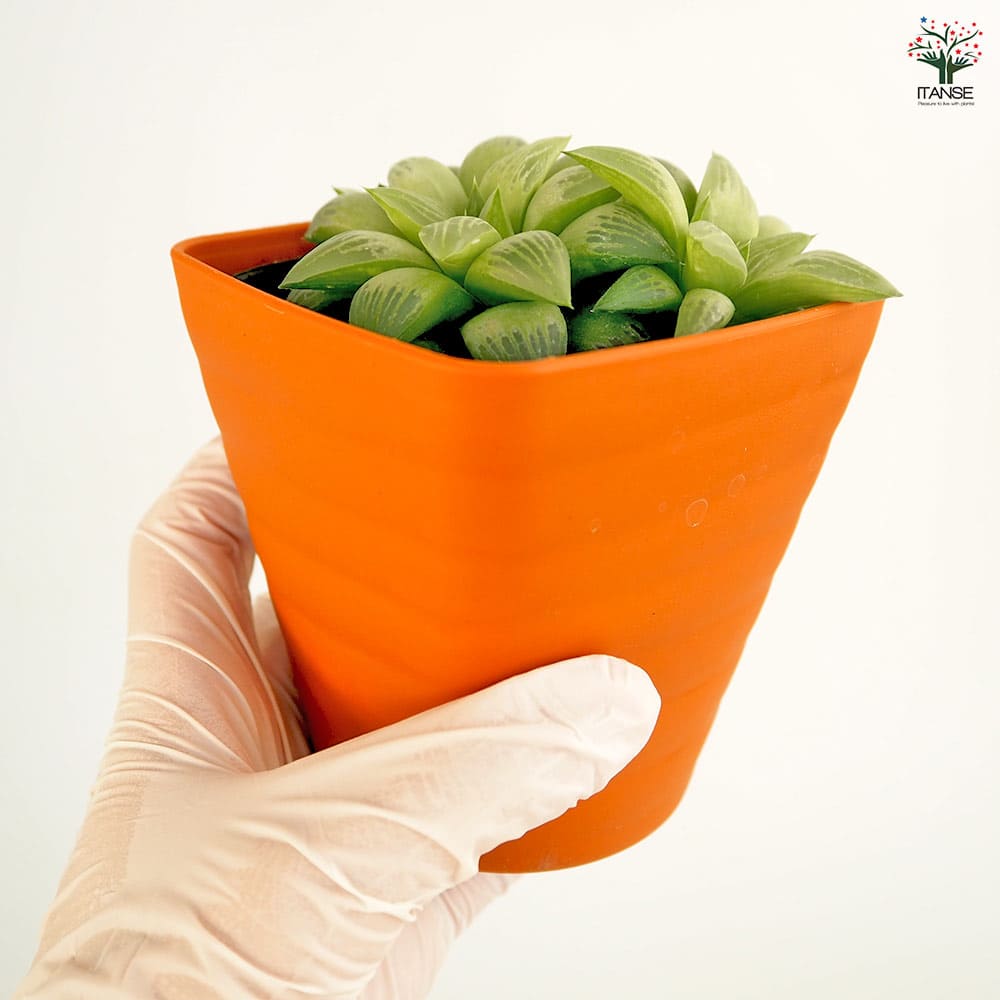 ハオルチア 品種不明A 【多肉植物 3.5号】｜ 【植物のITANSE