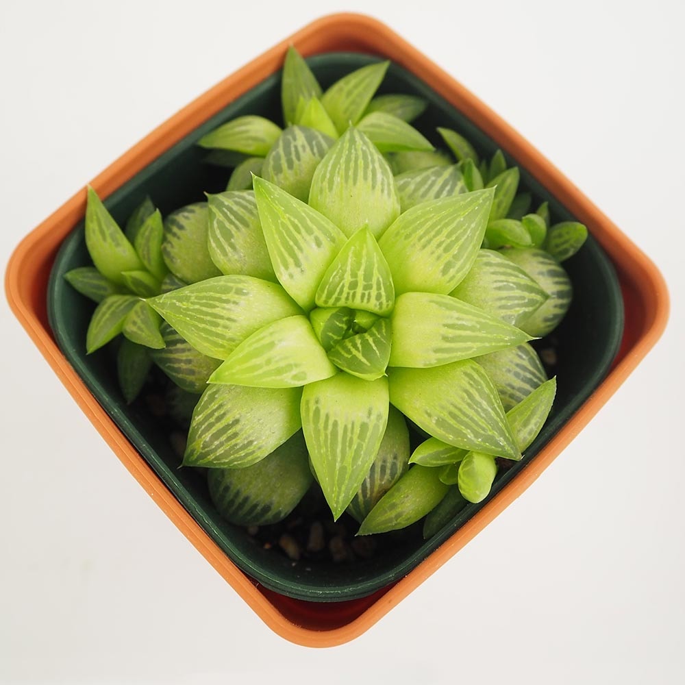 ハオルチア 品種不明A 【多肉植物 3.5号】