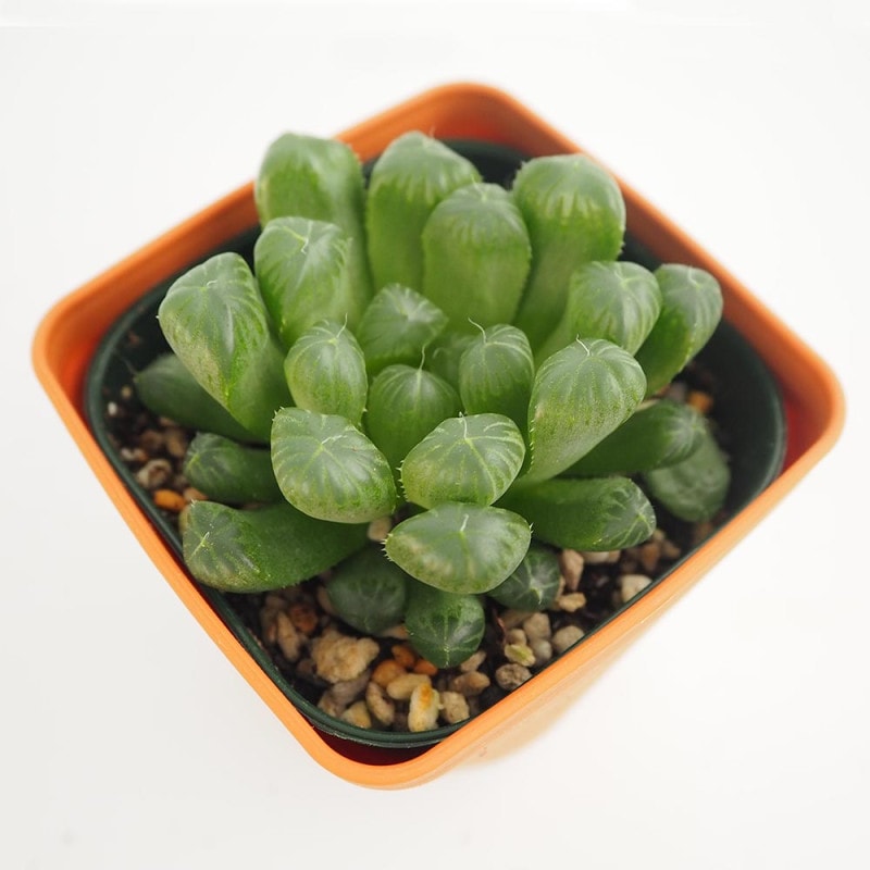 ハオルチア ピリフェラ錦 【多肉植物 2.5号ポット】｜ 【植物の