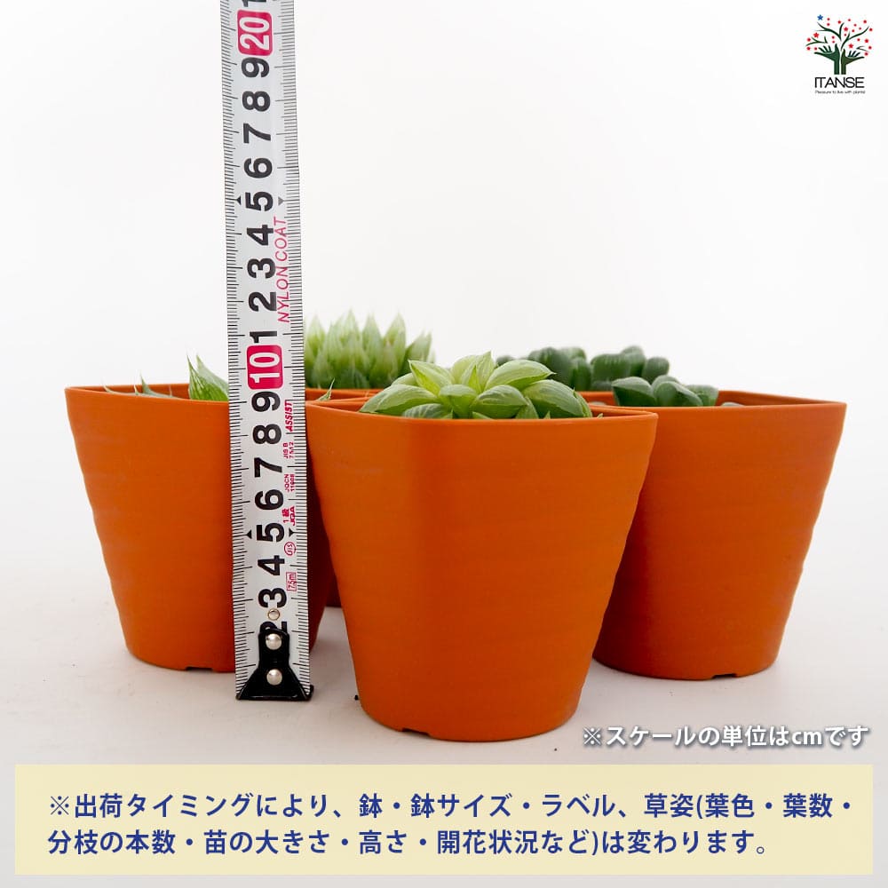 ハオルチア 品種不明B 【多肉植物 3.5号】｜ 【植物のITANSE