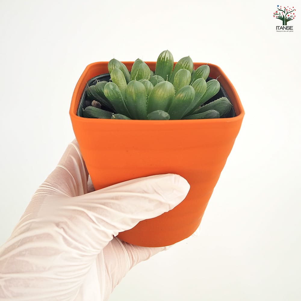 ハオルチア 品種不明B 【多肉植物 3.5号】｜ 【植物のITANSE
