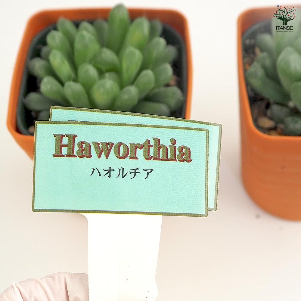 ハオルチア 品種不明B 【多肉植物 3.5号】｜ 【植物のITANSE