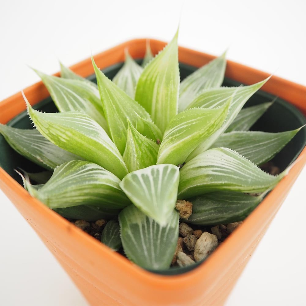 ハオルチア ホワイトゴースト 【多肉植物 3.5号】