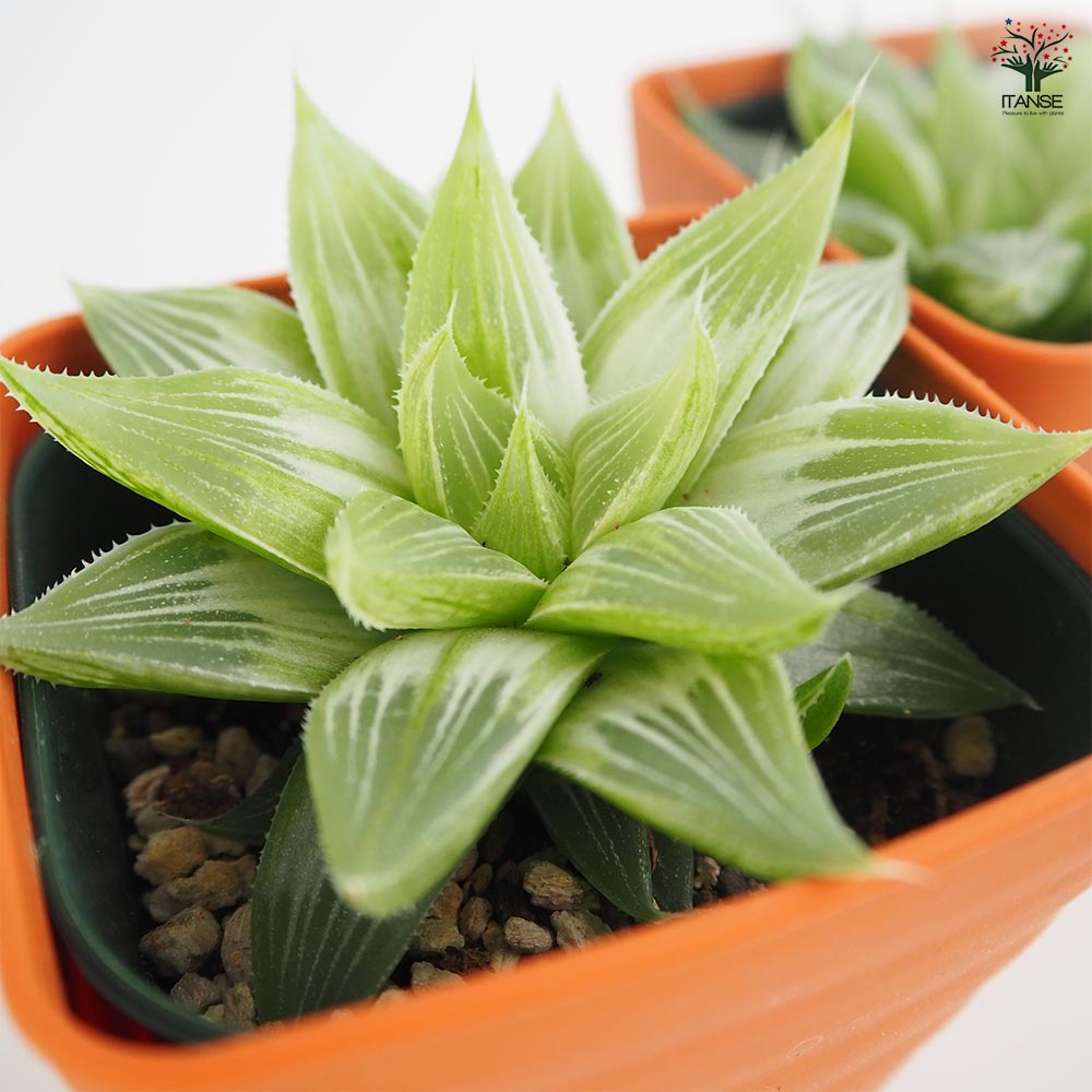 ハオルチア ホワイトゴースト 【多肉植物 3.5号】｜ 【植物の