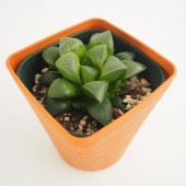 ハオルチア 寿 【多肉植物 3.5号】|多肉植物
