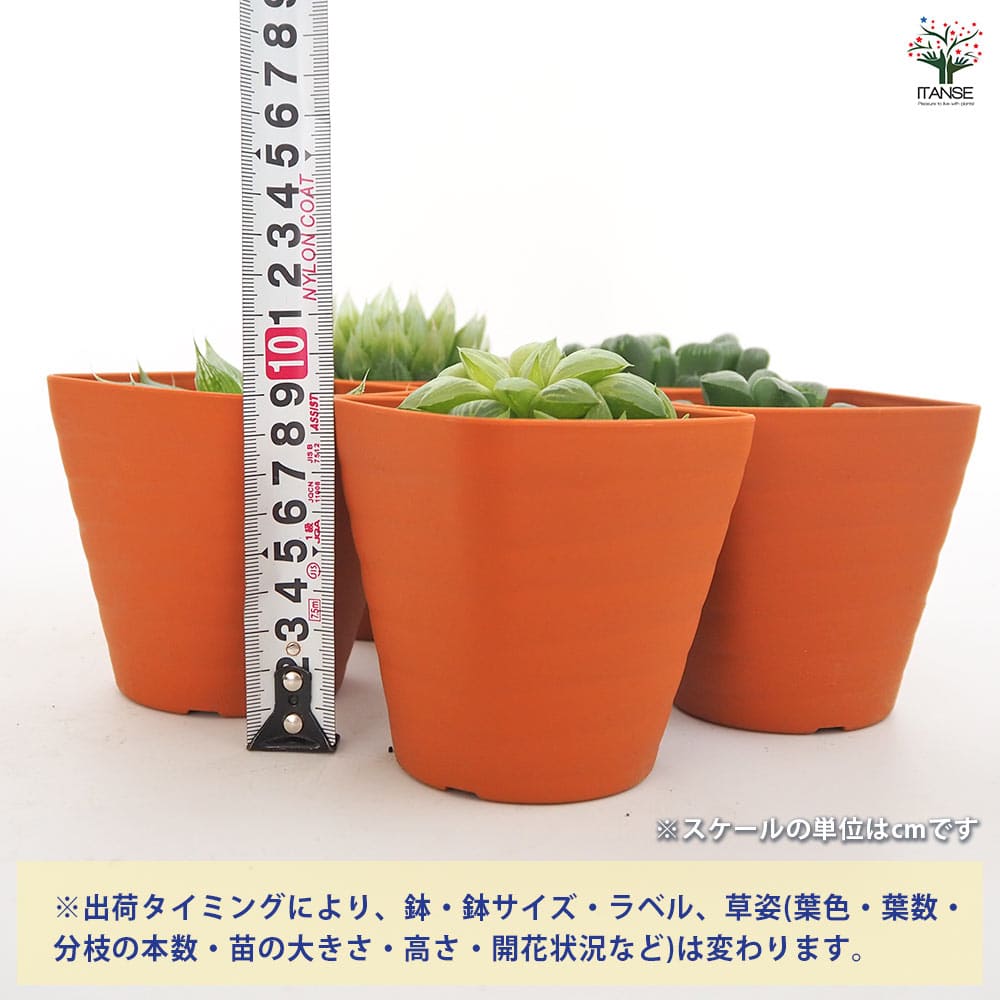 ハオルチア 寿 【多肉植物 3.5号】｜ 【植物のITANSE